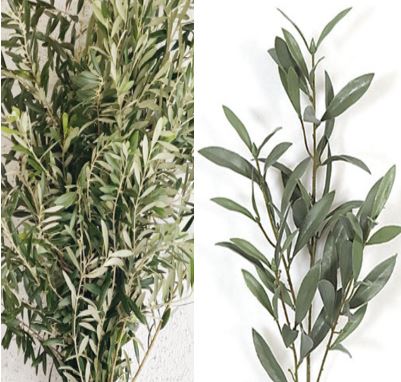 Olive Branches "Fresh"